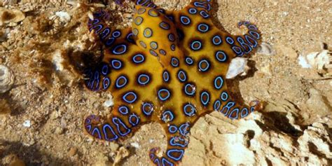 7 Small Octopus Species That Youll Love Octolab Tv