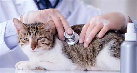 what is heart murmur in cats grades with types