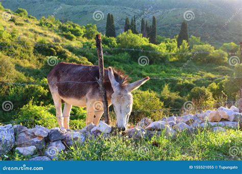 Greek Donkey Stock Image Image Of Rural Greek Corfu 155521055