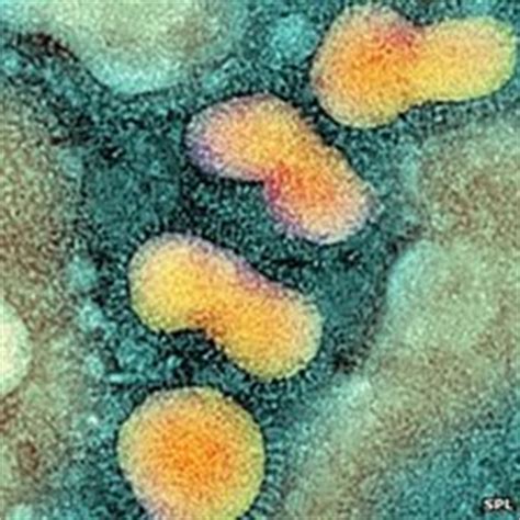 Thus, swine flu primarily infects swine, and bird flu primarily infects birds. Next pandemic? The H5N1 bird flu virus could mutate to ...