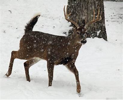 Snow Buck Whitetail Running Deer Wildlife West