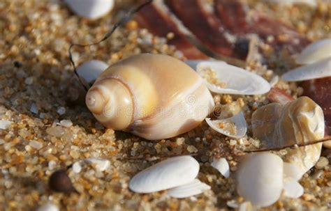 在海滩的海洋蜗牛壳 库存图片 图片 包括有 户外 沙子 平稳 本质 关闭 海运 火箭筒 相当