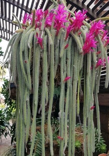 Formidable Hanging Cactus Plants Trailing Petunias