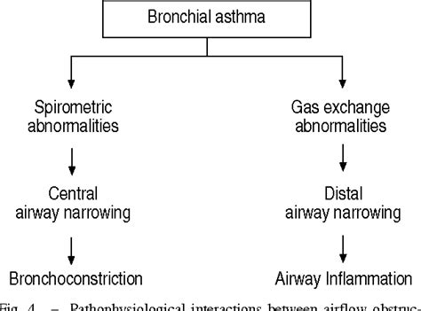 Oestrogen receptors are found on numerous immunoregulatory cells, and oestrogen. Pathophysiology Of Bronchial Asthma - Asthma Lung Disease