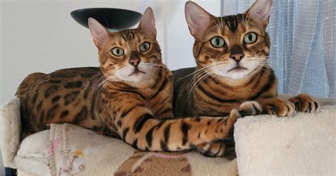 Top 10 Adorable Hybrid Cat Breeds Flipboard