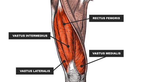 Anatomy Of The Quadriceps Anatomical Charts Posters