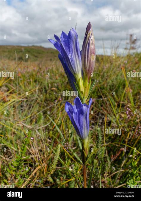 Marsh Gentian Gentiana Pneumonanthe Flowering Among Heather On Boggy