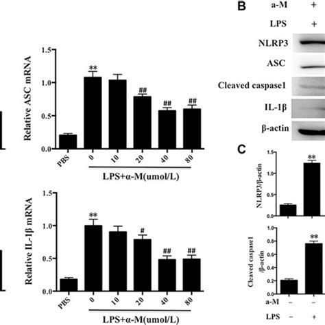 α M inhibited LPS induced NLRP3 inflammasome activation a The changes