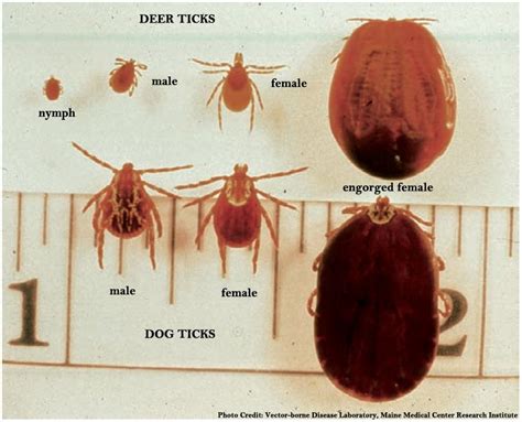 Knoxville Puppy Love What To Do About Ticks And Allergies Spring And