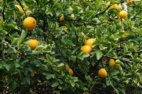 A fruiting tree of Trifoliate oranges - Poncirus trifoliata ...