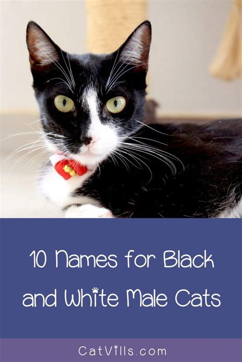 62 Darling Black And White Cat Names Black And White Kittens Cat