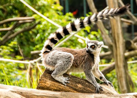 Les Animaux à Voir à Madagascar Détours Madagascar Voyages
