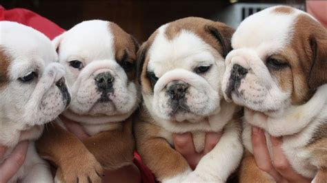 Why buy an english bulldog puppy for sale if you can adopt and save a life? Free English Bulldog Puppies Near Me - Bulldog Lover