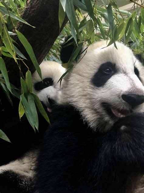 Panda Updates Wednesday October 4 Zoo Atlanta