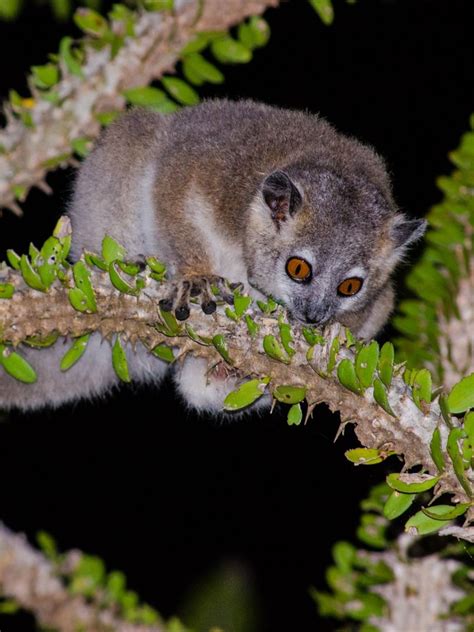This Is The White Footed Sportive Lemur Also Called Dry Bush Weasel
