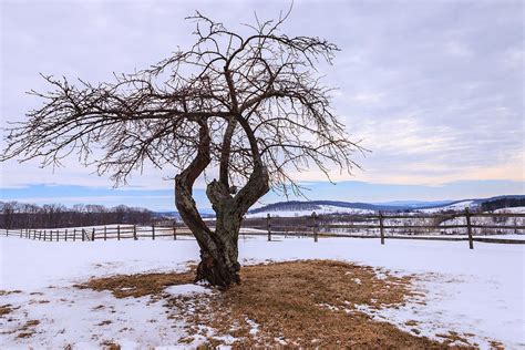 Virginia Piedmont Winter Landscape Photograph By Carol Vandyke