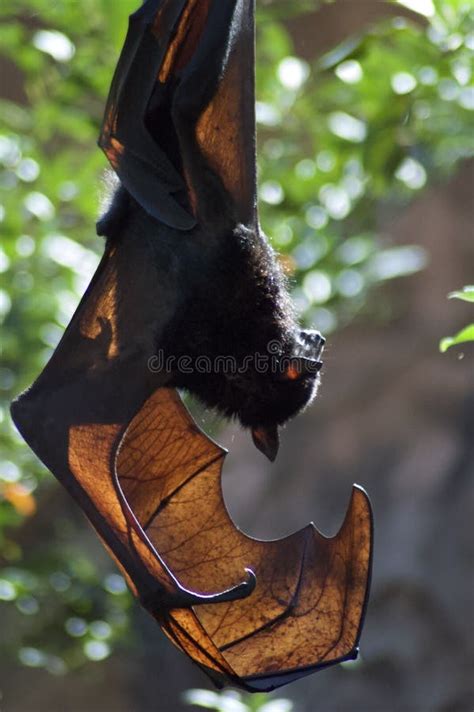 Malayan Flying Fox Stock Image Image Of Mammal Forest 113150017
