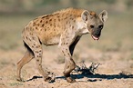 Hyenas | Wild Animal Facts & Photographs | The Wildlife