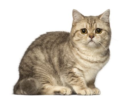 buy british shorthair kittens  singapore british shorthair