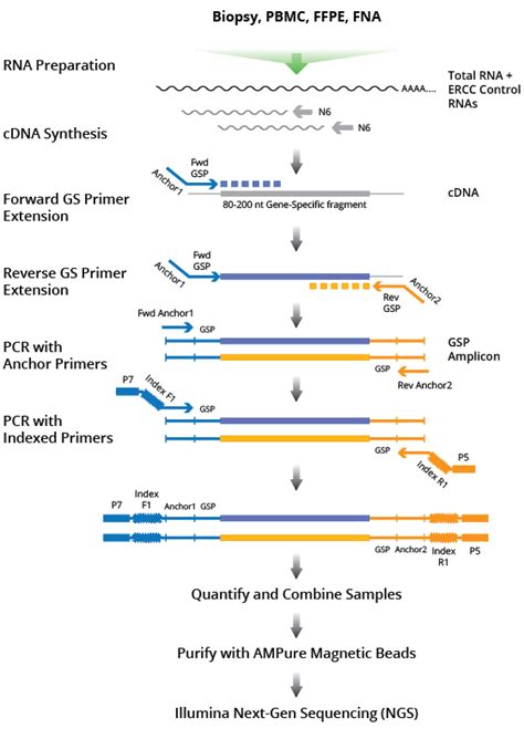 First strand cdna synthesis kits. cDNA Synthesis and Amplification - DriverMap™ Targeted ...