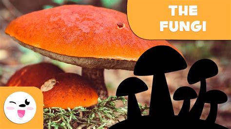 What Are Fungi The Fungi Kingdom For Kids Youtube