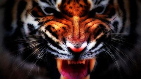 Tiger And Backgrounds Scary Tiger Hd Wallpaper Pxfuel