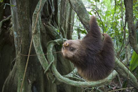 Call To Action The Sloth “sanctuary” Of Oregon The Sloth