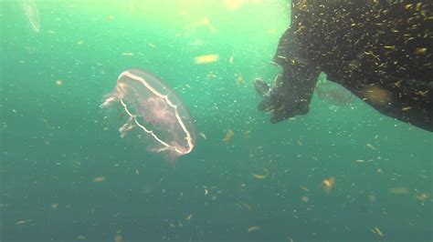Jellyfish In Gulf Of Mexico In August 2013 Youtube