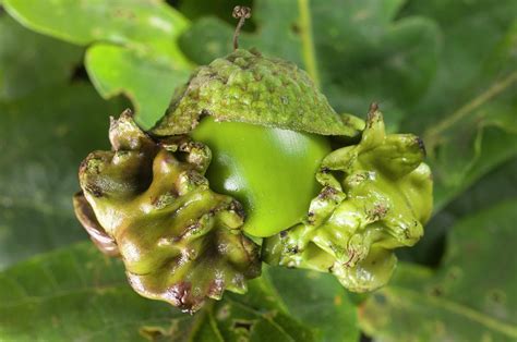 Knopper Galls On A Common Oak Tree Photograph By Dr Jeremy Burgess