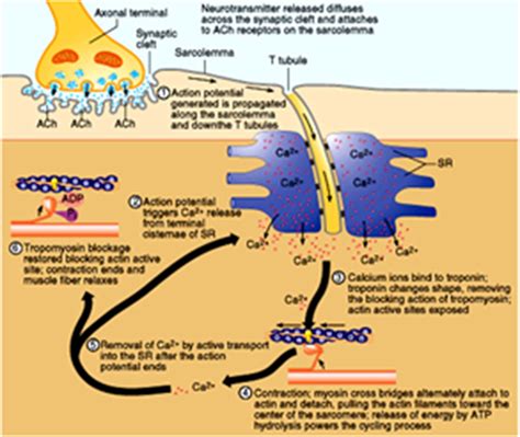 Diagram Of Muscle Contraction