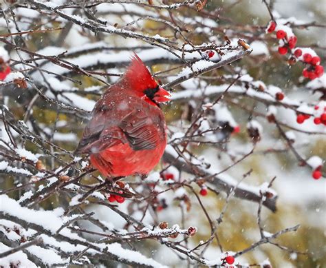 Cardinal Winterberry Snow8275 The Gateway Gardener