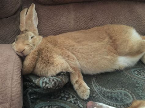 Cute Flemish Giant Rabbit Taking a Nap