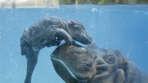 New Baby Hippo Born At San Diego Zoo Nbc 5 Dallas Fort Worth