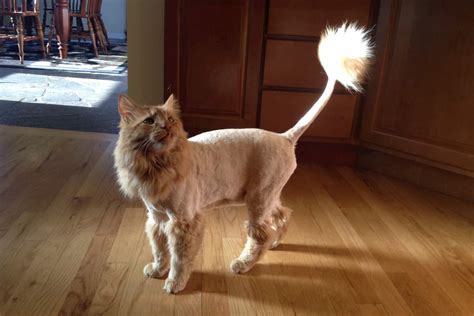 Exquisite Animals Cat That Looks Like A Lion In Newsweekly