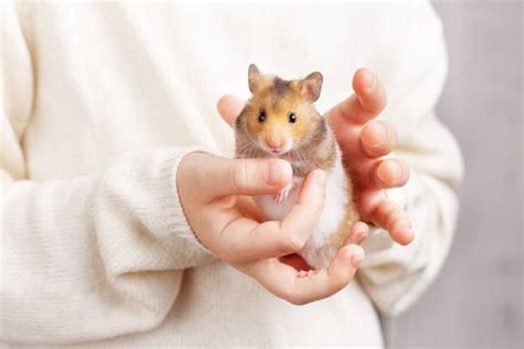 How Hard To Take Care Of Hamsters Hamster Care Guide