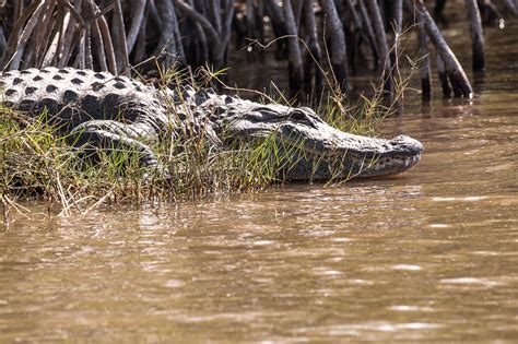 10 Great Things To Do When You Visit The Everglades National Park