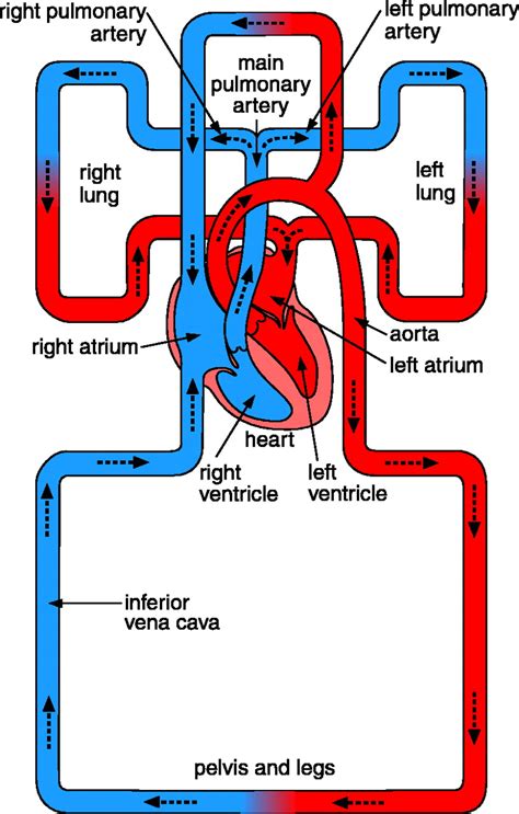 Pulmonary Embolism And Deep Vein Thrombosis Circulation