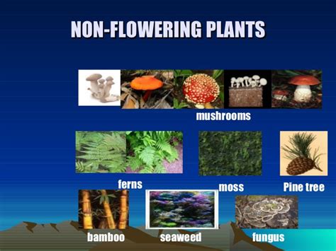 5 Examples Of Non Flowering Plants