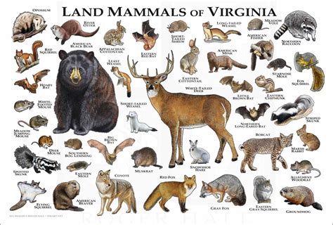 Mammals Of Virginia Poster Print