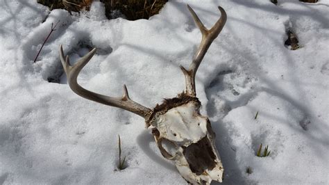 This step of how to clean a deer skull determines the final look. Deer Skull, Found March 2015 | Michigan outdoors, Michigan ...