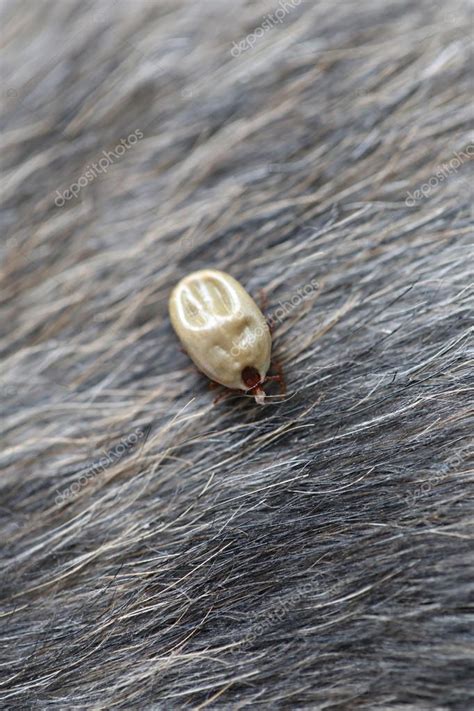 Big Ticks On A Dog — Stock Photo © Meepoohyaphoto 117737510