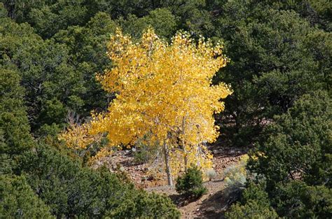 12 Most Colorful Trees For Fall
