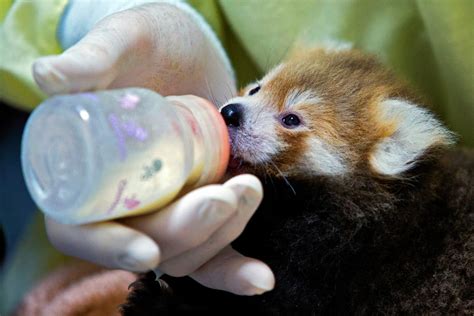 人気ダウンロード！ Red Panda Bear Cute Baby Real Too Cute Panda 190336