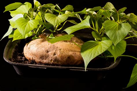 How To Start Sweet Potatoes From Slips Grow Your Own Sweet Potatoes