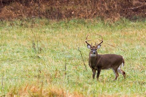 19 Deer Hunting Jokes Everyone Can Laugh At Wide Open Spaces