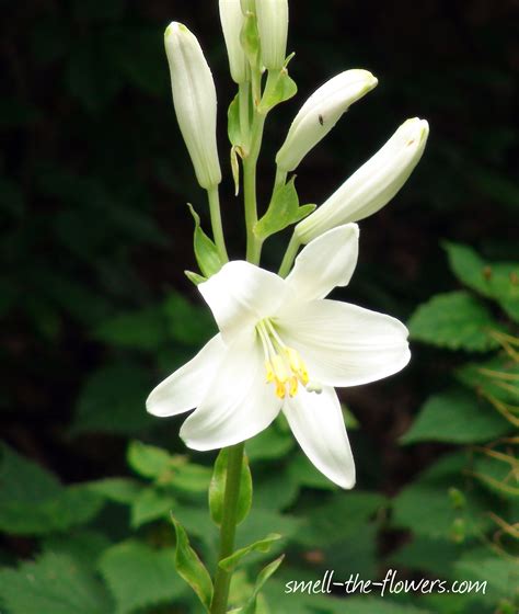 Lily Flowers Smell The Flowers Blog Lily Flower White Lily Flower