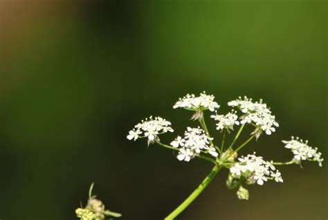 Cow Parsley Kent Orchards For Everyone