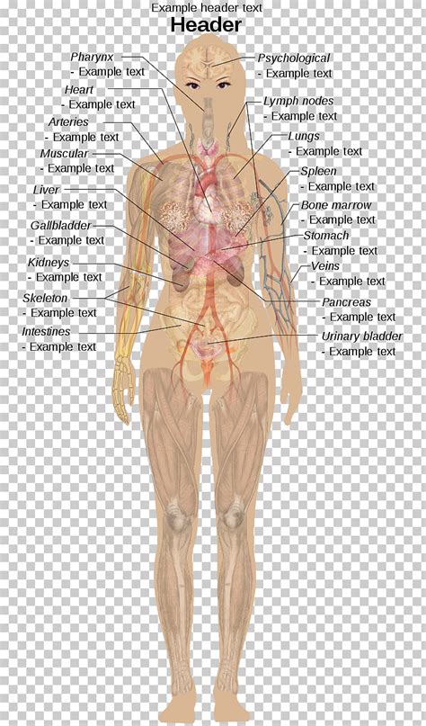 Female Organs Diagram Diagram And Wiring Diagram Of Internal Organs