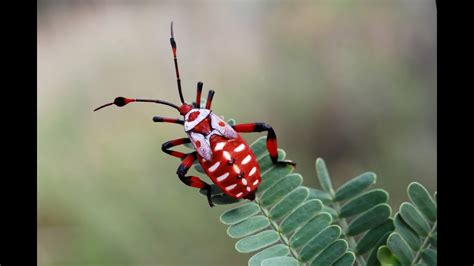 Fascinants Insectes 13 Documentaire Animalier Hd Youtube