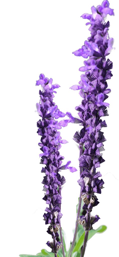 Transparent Lavender Flower Crown / Learn how to paint a simple impressionist floral abstract ...